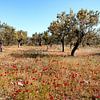 Griekenland Peloponnesos olijfbomen met klaprozen van Marianne van der Zee