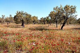 Greece Peloponnese olive trees with poppies by Marianne van der Zee