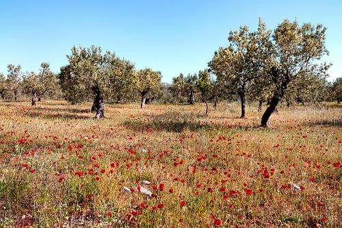 Greece Peloponnese olive trees with poppies