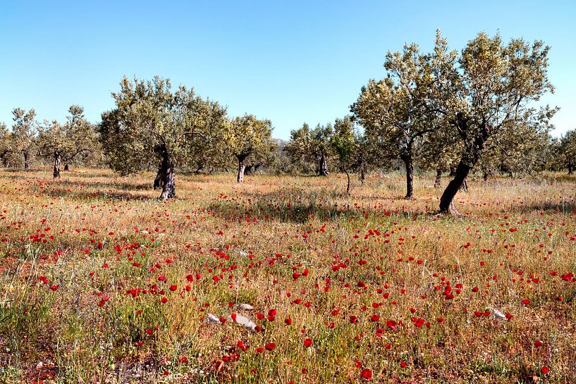 Griechenland Peloponnesische Olivenbäume mit Mohnblumen von Marianne van der Zee