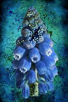 Blauwe Muscari,  met vergeet-mij-nietjes