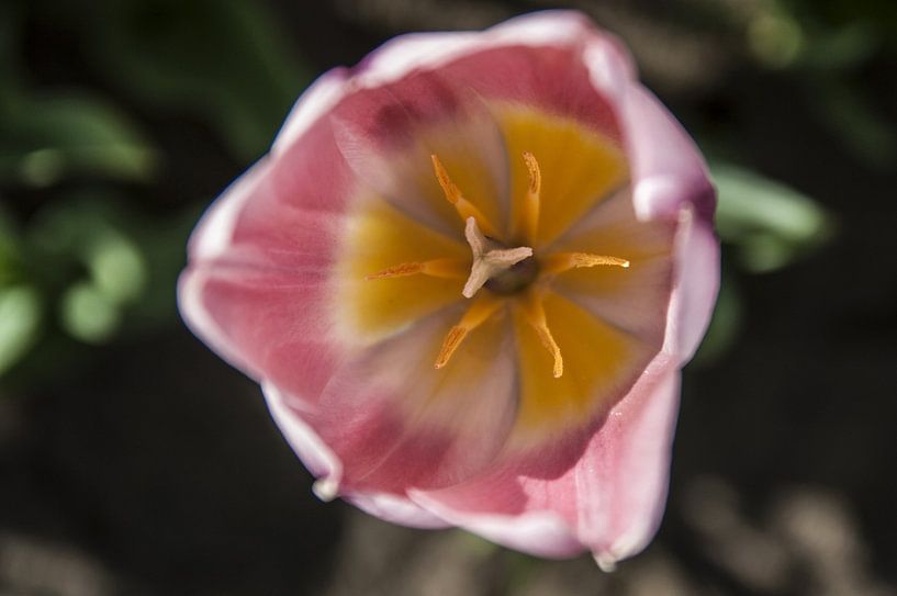 View into the flower by Norbert Sülzner