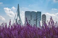 Erasmusbrug met lavendel in Rotterdam van Michèle Huge thumbnail