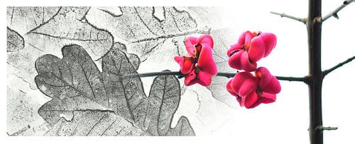 Herfstbladeren met roze bessen