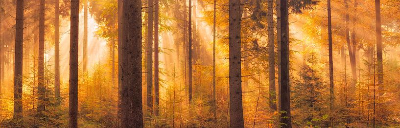 Herfstlicht - Bossen bij Gasselte, Drenthe van Bas Meelker