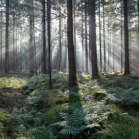 Sunbeams in the Hague forest by Vincent Croce