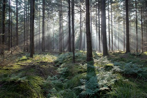 Rayons de soleil dans la forêt de La Haye