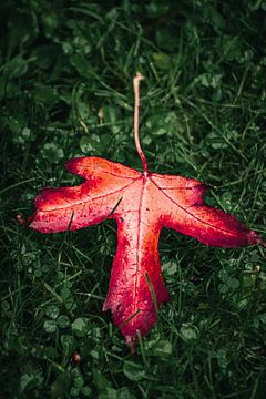 rood blaadje in de herfst van Samantha Rorijs