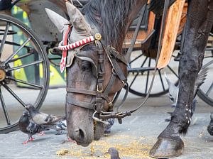 Paard en duif eet samen.