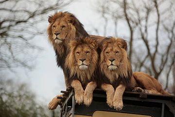 Lions by Frank Smedts