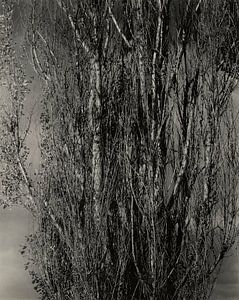 Dying Poplar and Live Branch - Lake George (1932) by Alfred Stieglitz