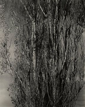 Stervende populier en levende tak - Lake George (1932) door Alfred Stieglitz van Peter Balan