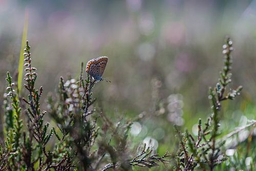 heideblauwtje
