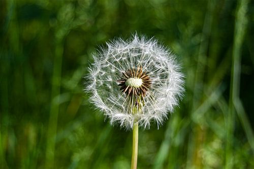 Pluizenbol van Levente Luca