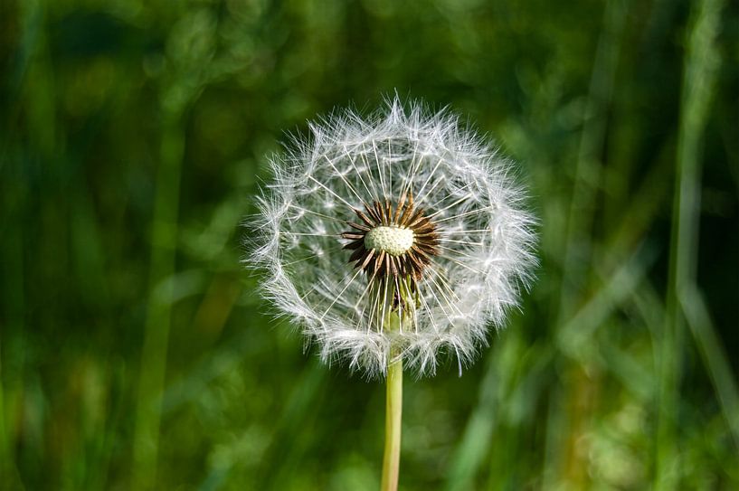 Fluff ball by Levente Luca