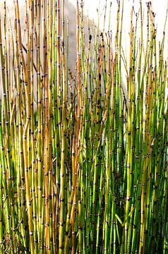 Japanischer Schachtelhalm Bambus Pflanze von Carolina Reina