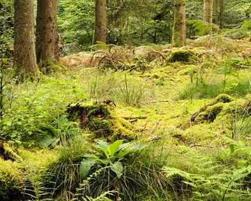 Forests and mosses in the Eifel region, Germany by Eugenio Eijck