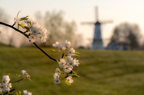 Molen en bloesem