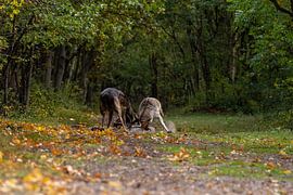 Der Kampf der Jahreszeiten. Damhirsche werden zu Rivalen von Wendy Hilberath