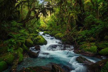 Fiordland Regenwoud, Nieuw Zeeland van Niko Kersting