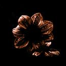 Gouden dahlia op een zwarte achtergrond van Yanuschka | Fotografie Noordwijk thumbnail