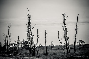 Wald totes Holz