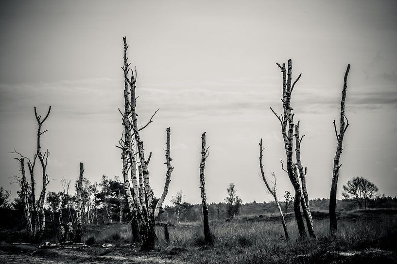 Bos dood hout van Fotografie Jeronimo