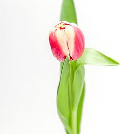 Tulipe sur Ratna Bosch