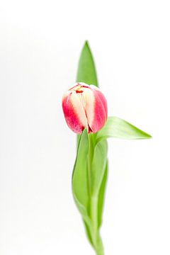Tulipe