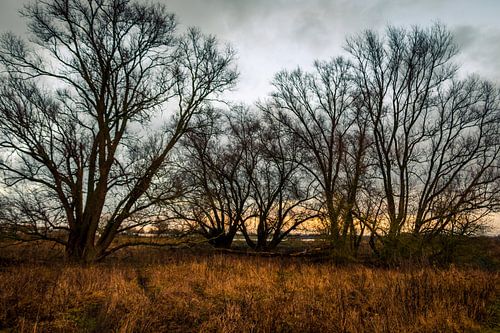 Evening with trees on the banks of the river IJssel near Fortmond