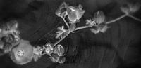Night in the garden by Mad Dog Art thumbnail