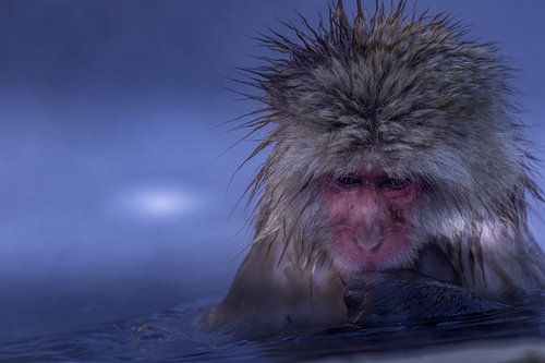 Japanse Sneeuwaap in warmwaterbron