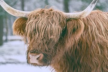 Schottische Highlander-Rinder im Winter im Schnee