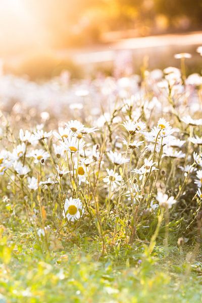 Kamilleveld in de zomer van Capacidad Fotografie