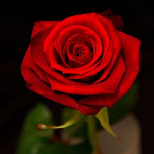 Rote Rose von Menno Schaefer