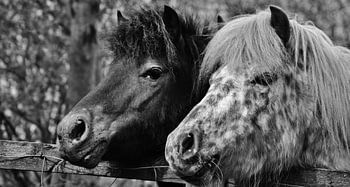 Nieuwsgierig glurend....