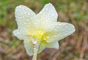 Zarte gelbe Narzissen mit Regentropfen bedeckt