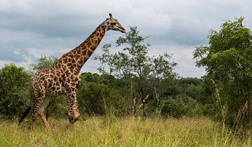giraffe in south africa during safari