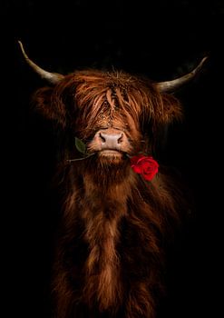 Schottischer Highlander mit Rose