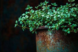 Pot à herbes en bois sur Poster Art Shop