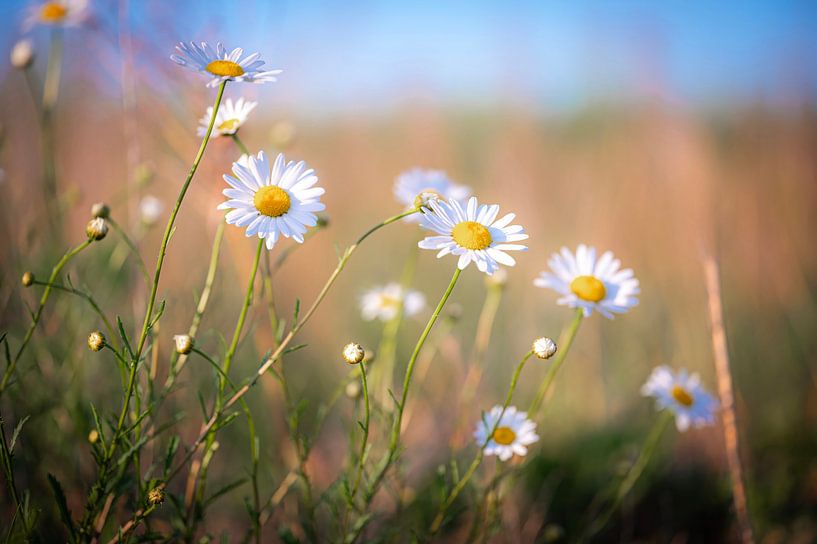 Spring flowers in the sunlight. by Robby's fotografie