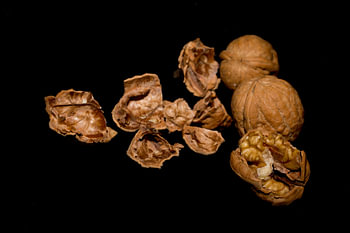 The walnut walnut walnut