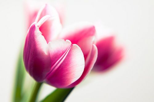 Pink tulips