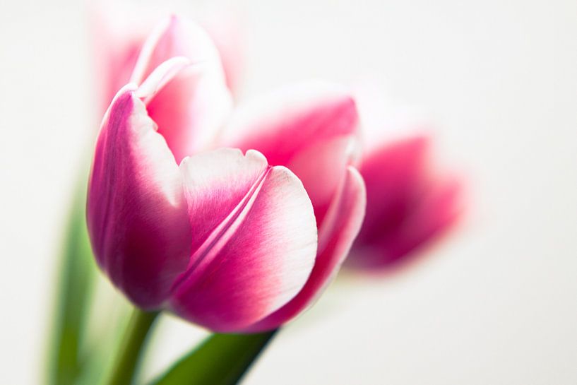 Roze tulpen van Ada Zyborowicz