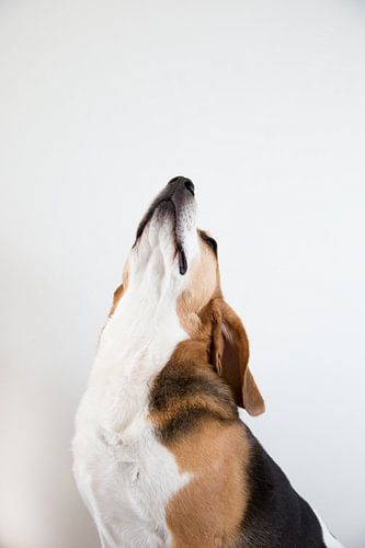Beagle Joris