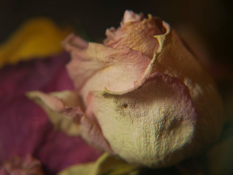 Melancholy and past beauty #4 by Marcel Admiraal