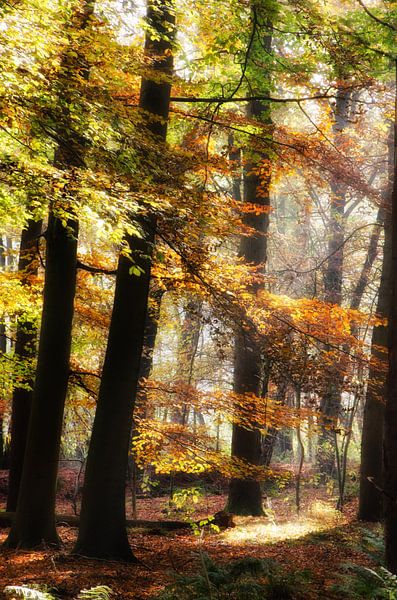 Atmosphärischer Herbstwald von Jessica Berendsen