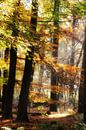 Atmosphärischer Herbstwald von Jessica Berendsen Miniaturansicht