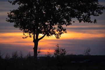 Baum Silhouette Sonnenuntergang von Zwoele Plaatjes