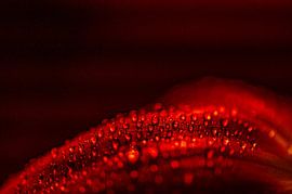 Tulpe mit Tropfen von Tara Kiers